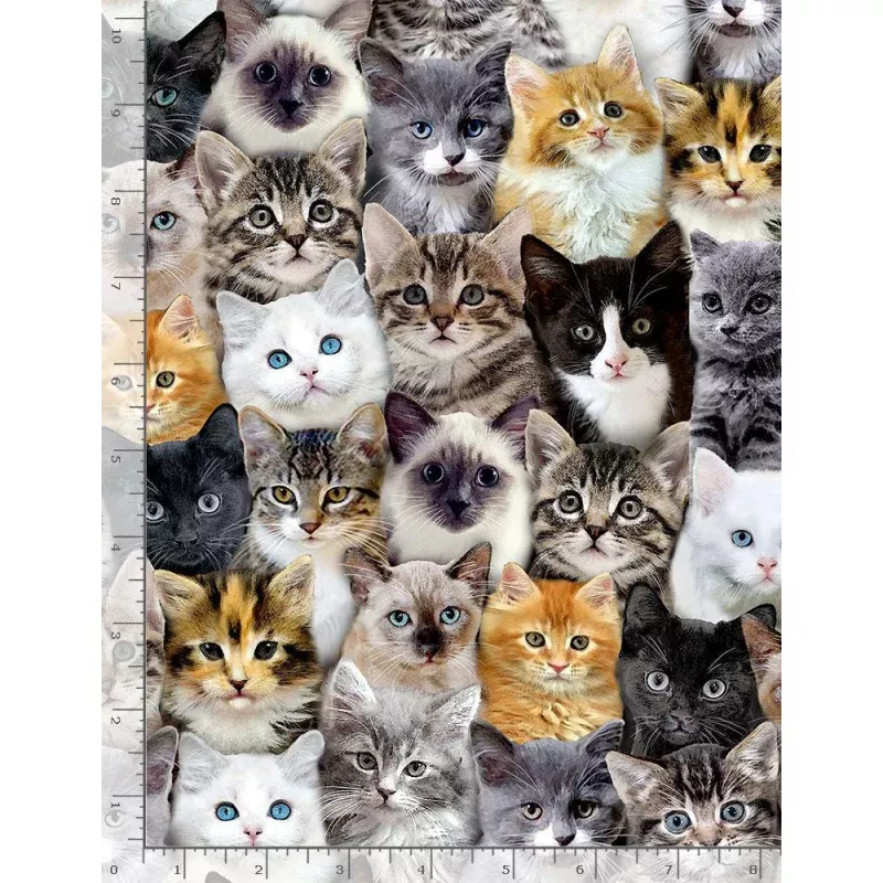 Meow You Doing Packed Mixed Breeds of Cats Multi Timeless Treasures Cotton Fabric TT-CAT-CD8417-MULTI
